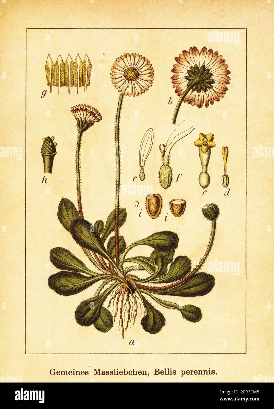 Antique engraving of lawn daisy. Illustration by Jacob Sturm (1771-1848) from the book Deutschlands Flora in Abbildungen nach der Natur mit Beschreibu Stock Photo