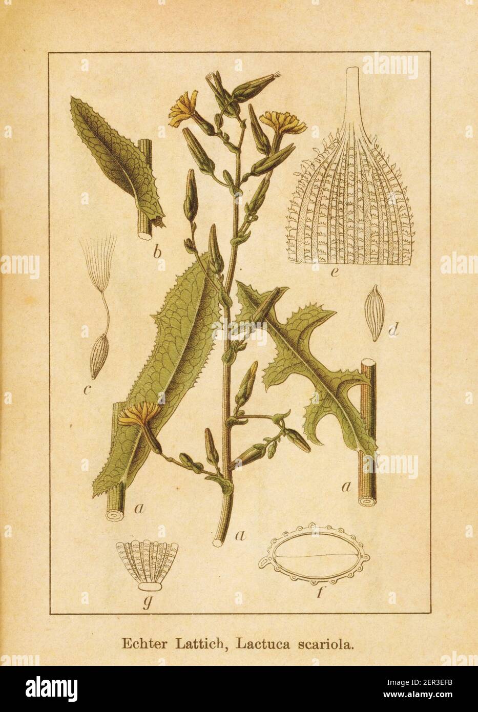 Antique illustration of a lactuca sativa, also known as lactuca scariola, lettuce or garden lettuce. Engraved by Jacob Sturm (1771-1848) and published Stock Photo