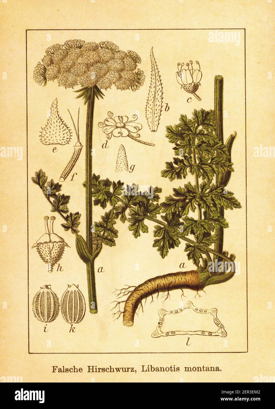 Antique illustration of libanotis montana. Engraving by Jacob Sturm (1771-1848) from the book Deutschlands Flora in Abbildungen nach der Natur mit Bes Stock Photo