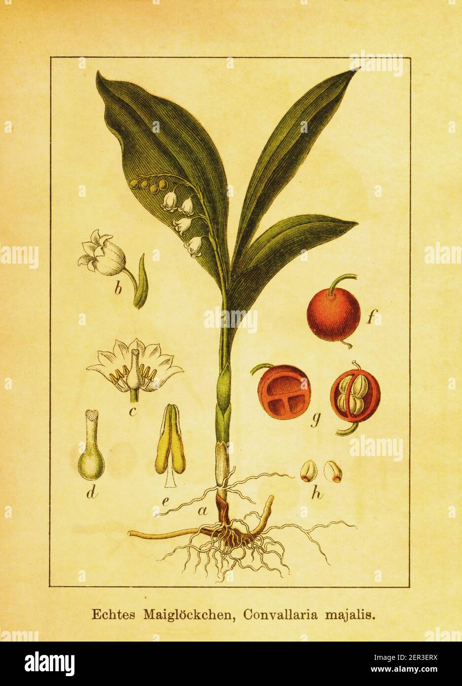 Antique engraving of lily of the valley. Illustration by Jacob Sturm ...