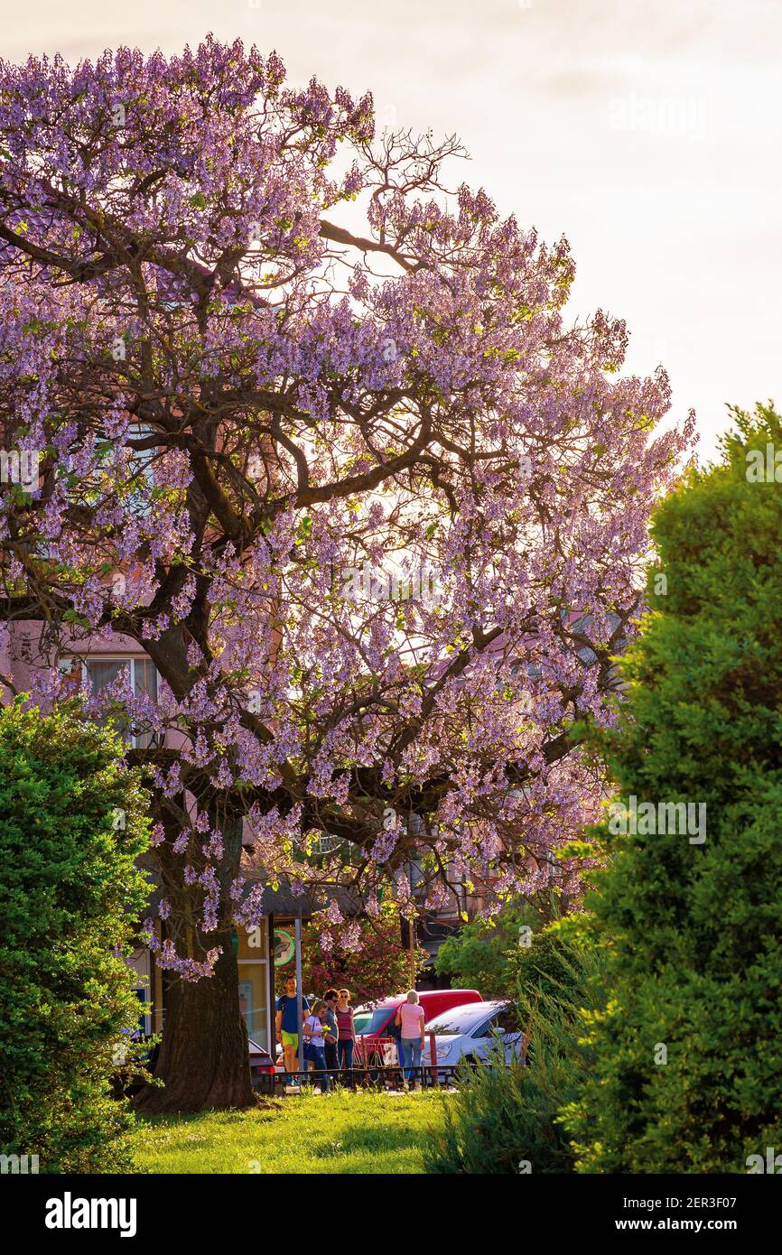 uzhhorod, ukraine - 01 MAY 2018: paulownia tree in the town center. big blossoming tree on the square among old architecture. popular tourist attracti Stock Photo
