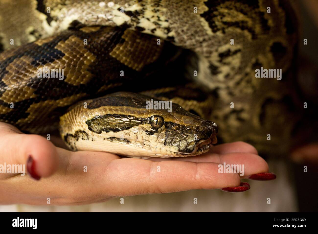 a small python sits on the hand Stock Photo - Alamy