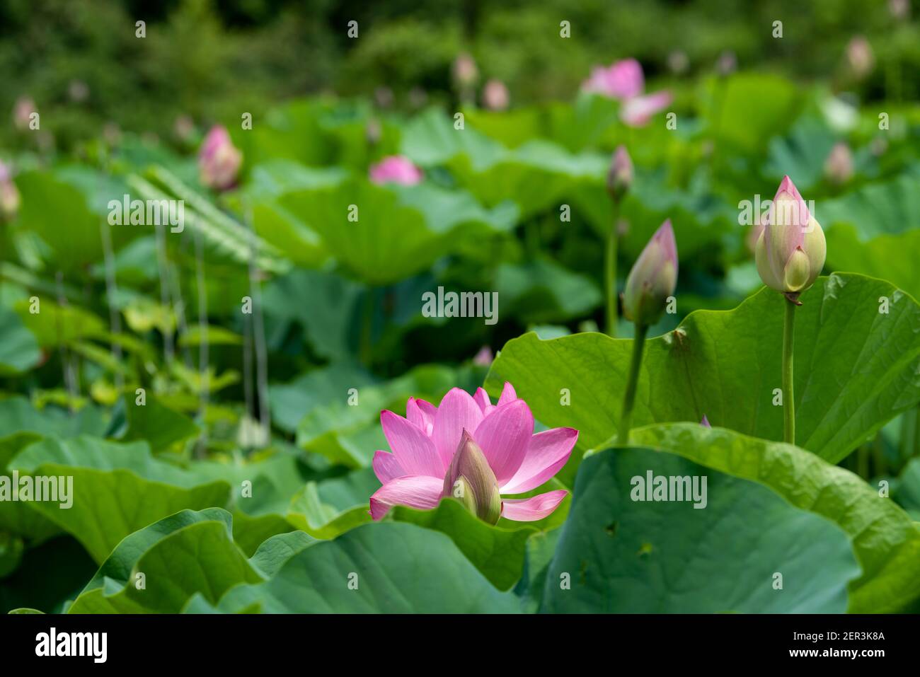 A field of Indian lotus flowers in various stages of growth Stock Photo