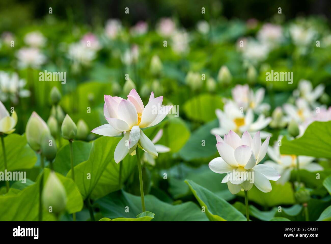 A field of Indian lotus flowers in various stages of growth Stock Photo