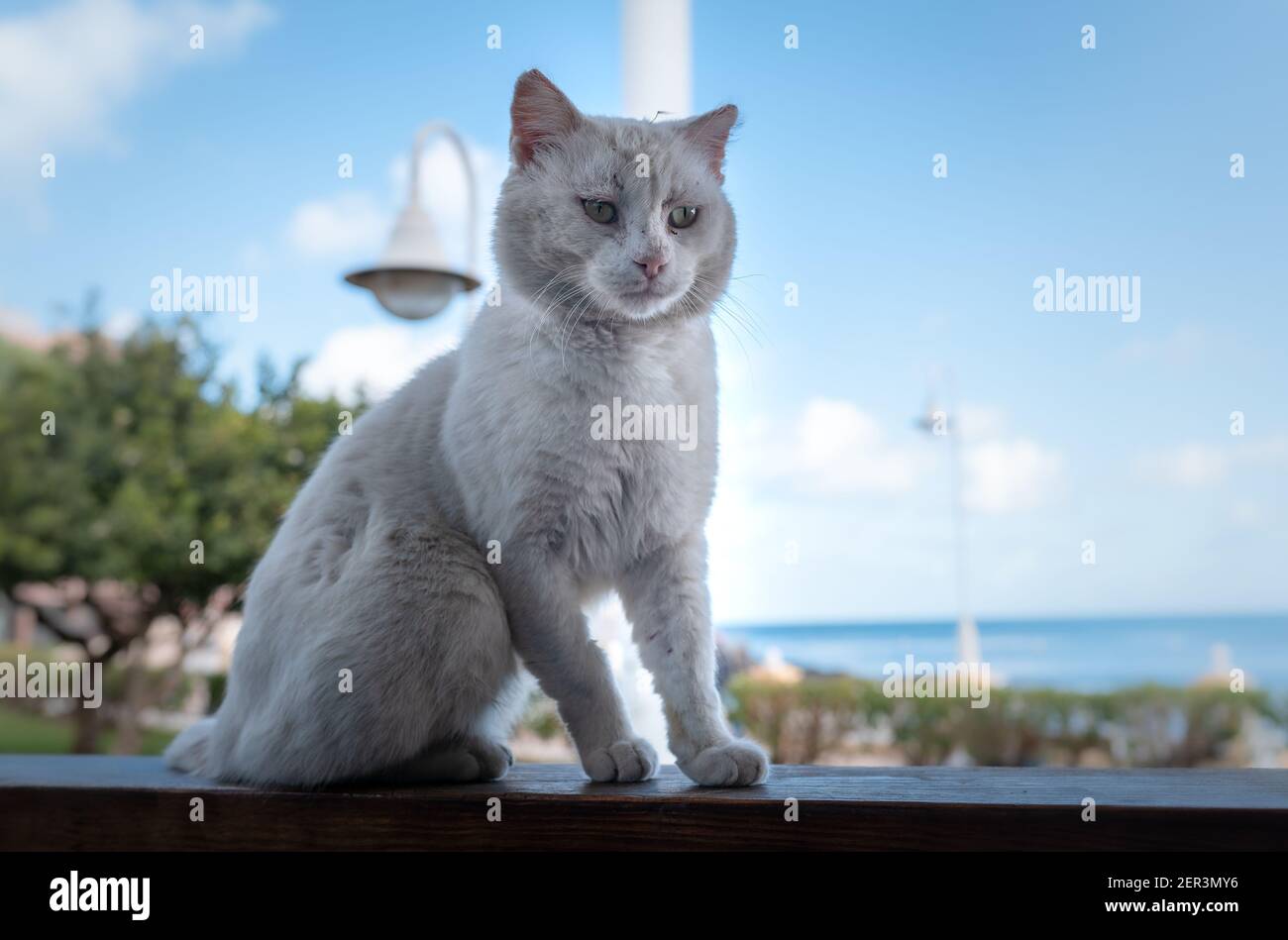wild cat with skin cancer sitting on the edge of a wall Stock Photo