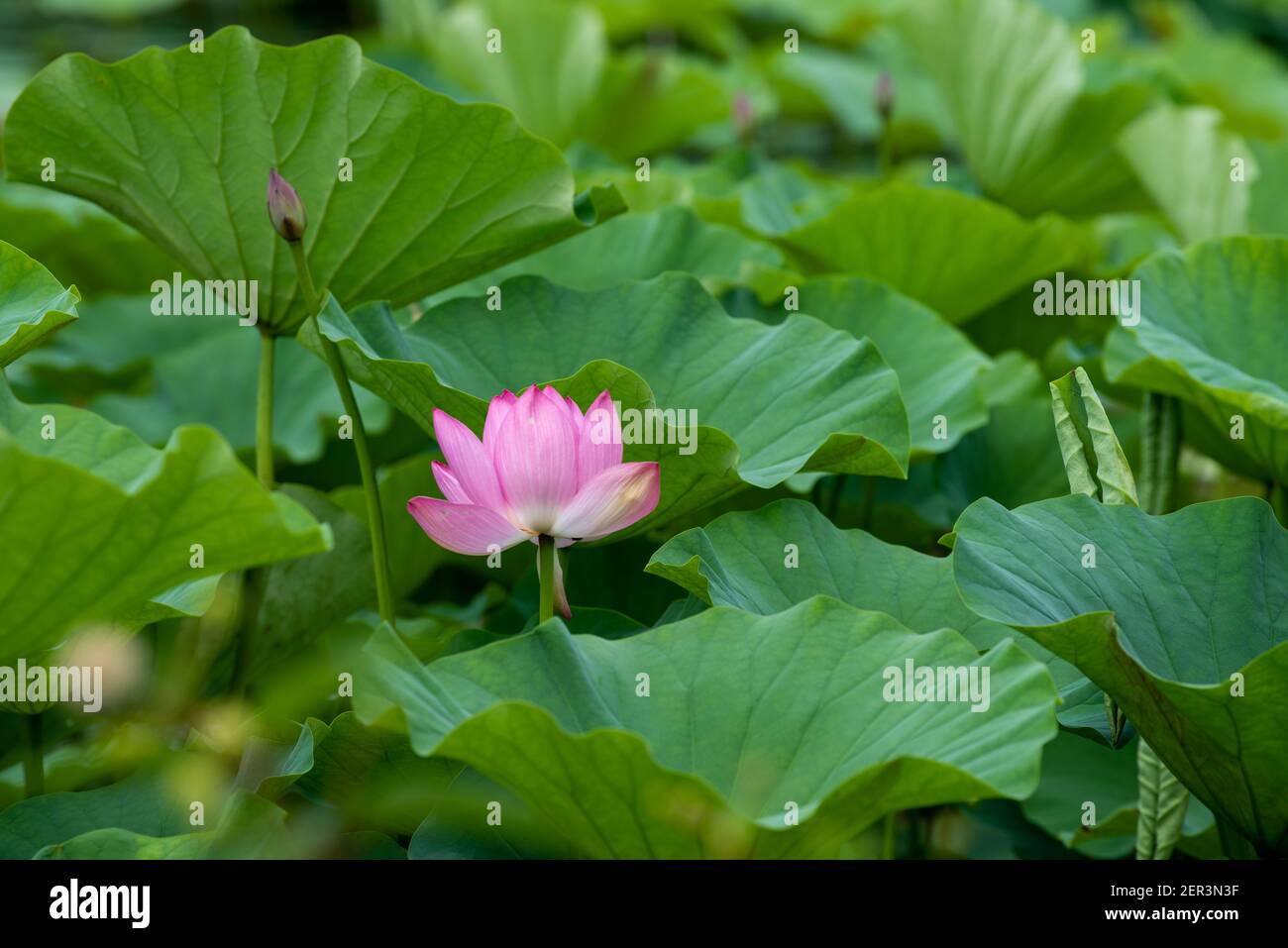 Indian lotus flower hi-res stock photography and images - Alamy