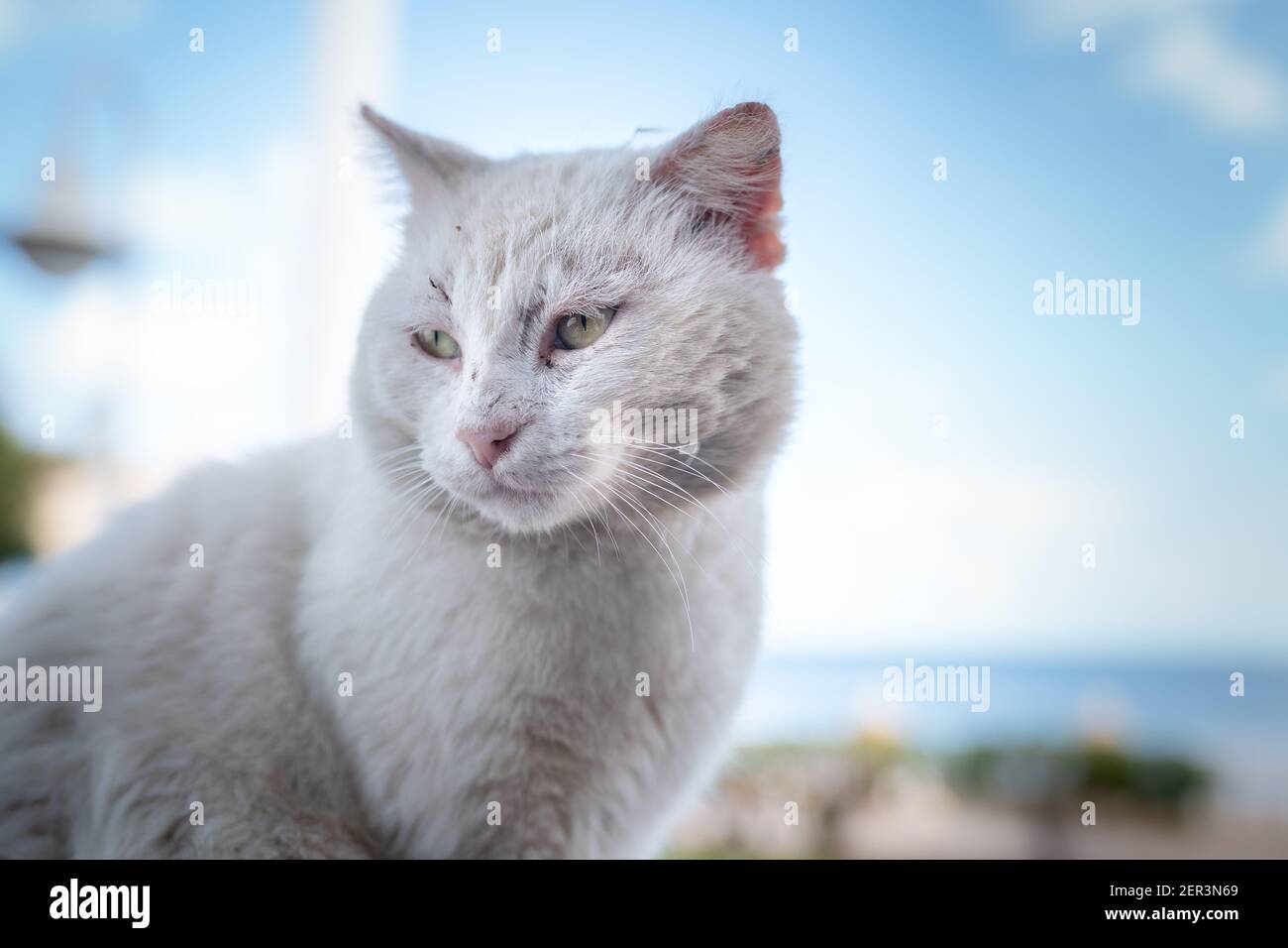 wild cat with skin cancer with yellow eyes. close up Stock Photo