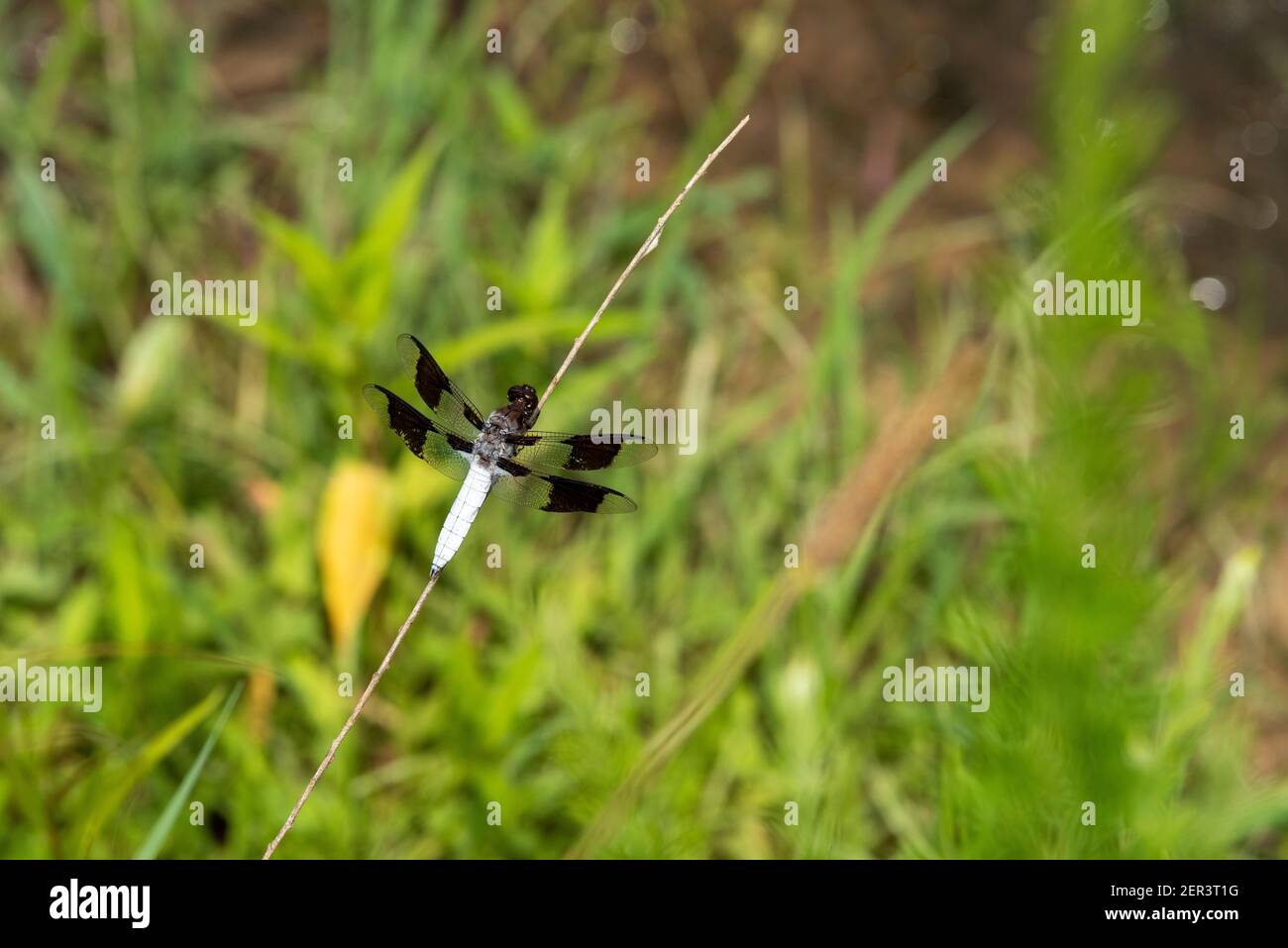 A common whitetail or long-tailed skimmer (Plathemis lydia) rests on a dried stalk. Stock Photo