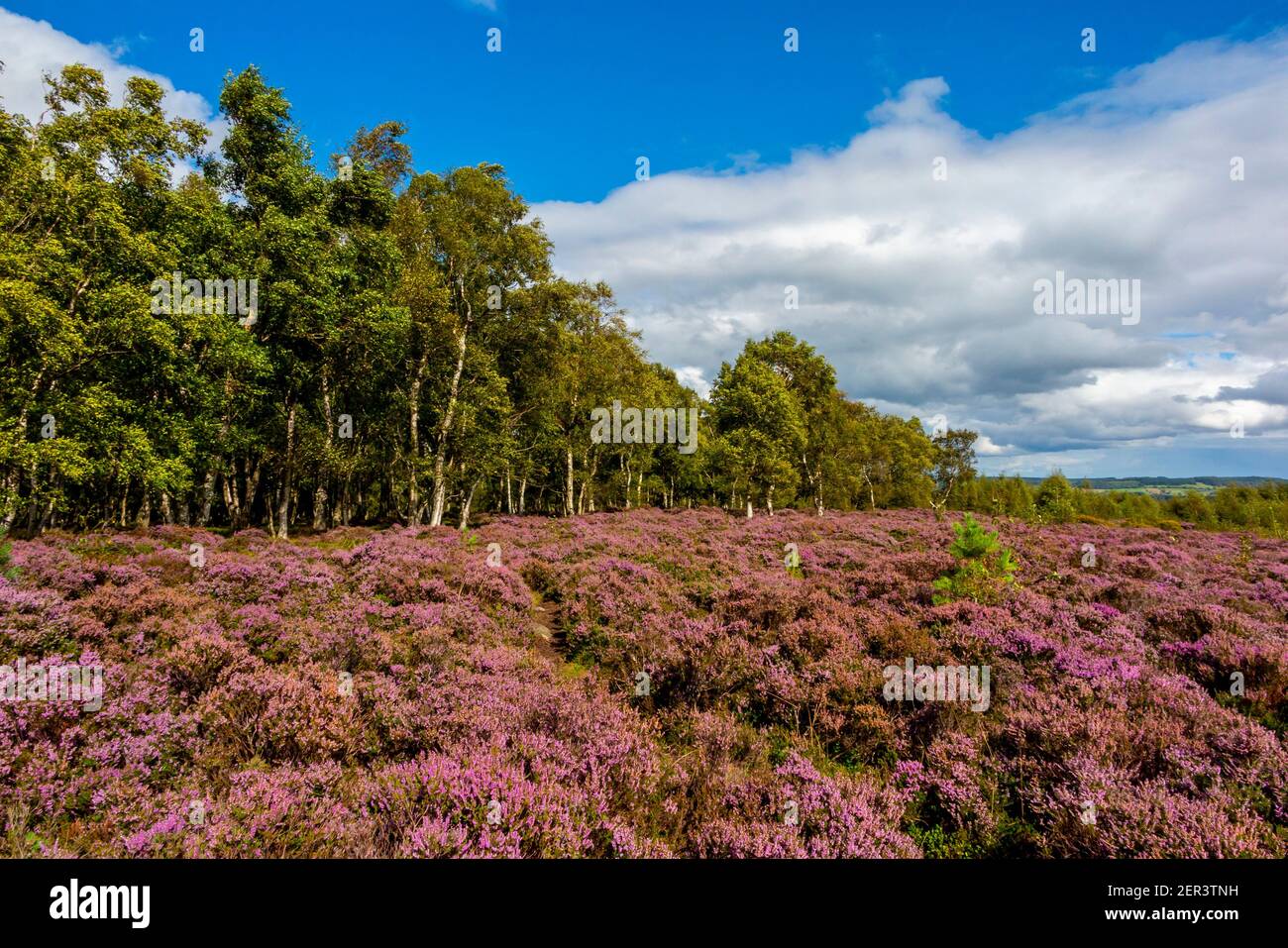 Trees and heather in August on Stanton Moor between Matlock and Bakewell in the Peak District National Park Derbyshire England UK Stock Photo