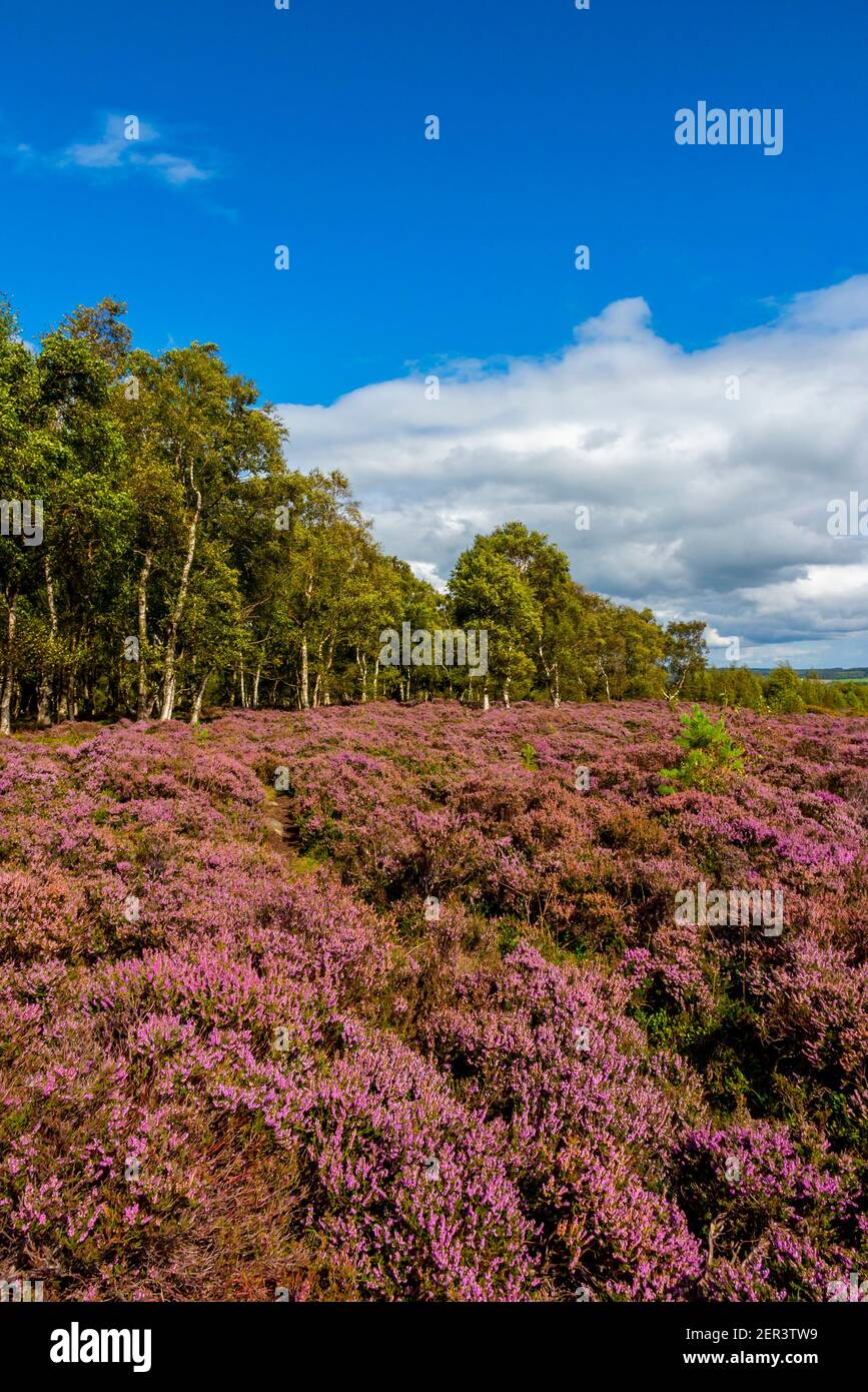 Trees and heather in August on Stanton Moor between Matlock and Bakewell in the Peak District National Park Derbyshire England UK Stock Photo