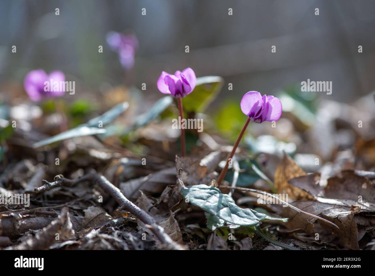 Clouse-up of spring blooms of pink cyclamens  in the forest. Primroses. . Cyclamen hederifolium ( ivy-leaved cyclamen or sowbread ) Stock Photo