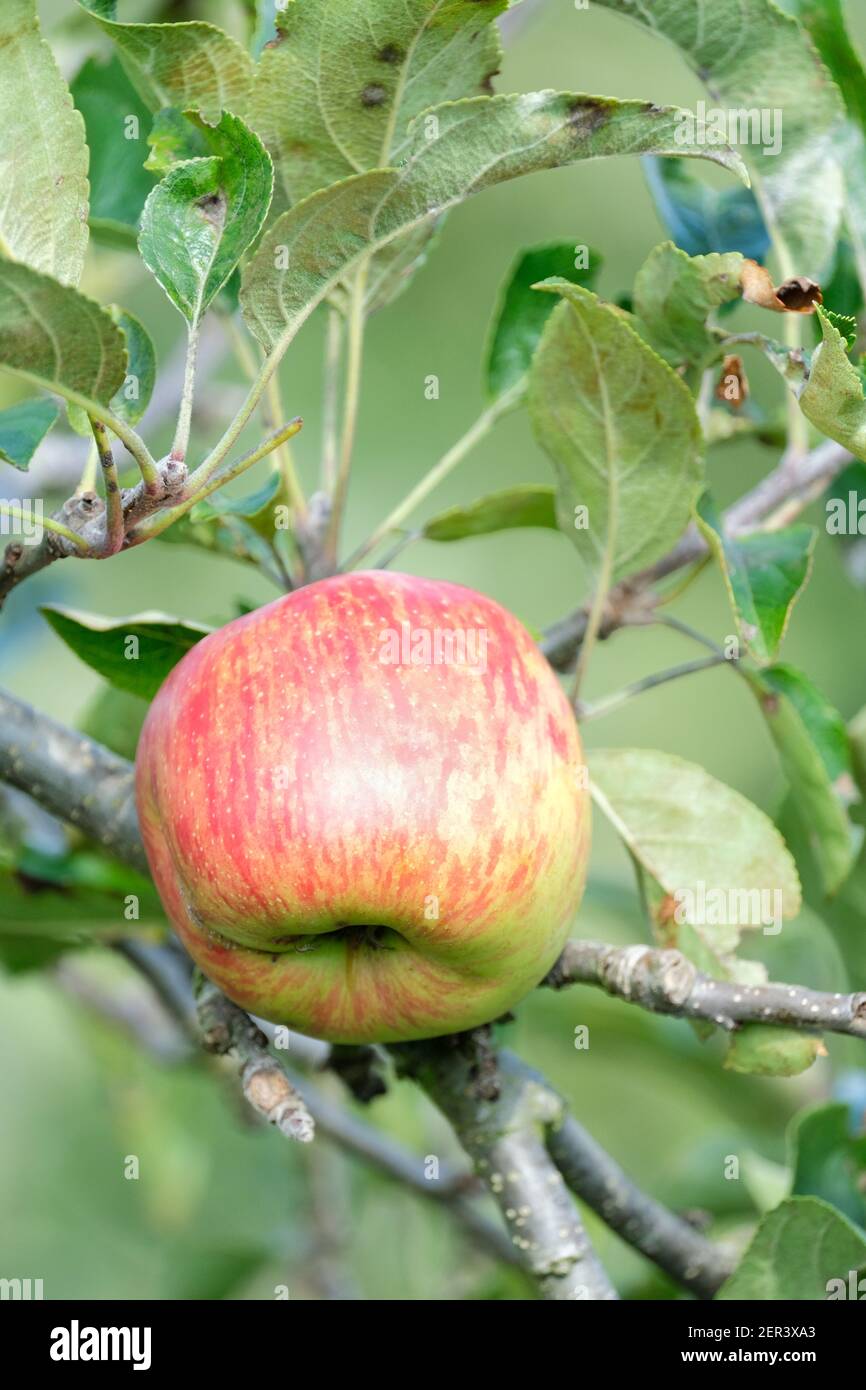 Malus domestica Delbarestivale, apple Delcorf, apple Delbarestivale Stock Photo