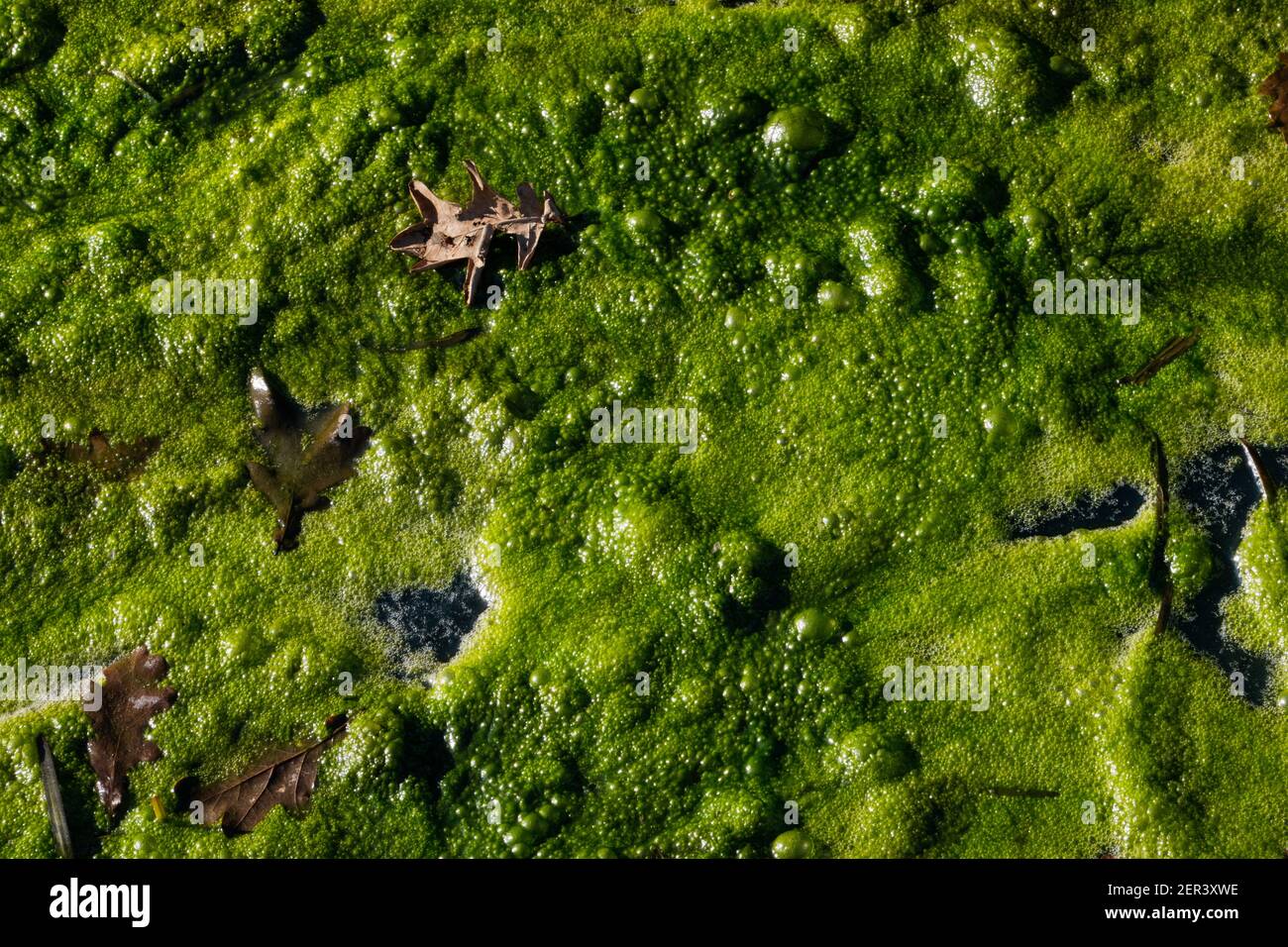 Eutrophication, dense covering of algae on the water in a ditch Stock Photo