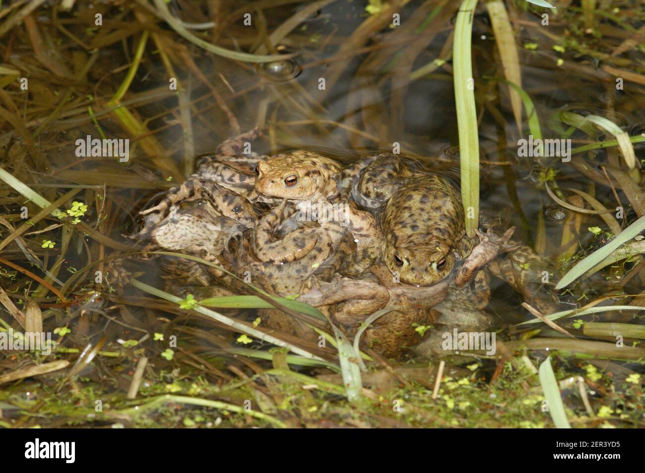 An aggregation male common toads , Bufo bufo fertilising eggs in breeding pond Stock Photo