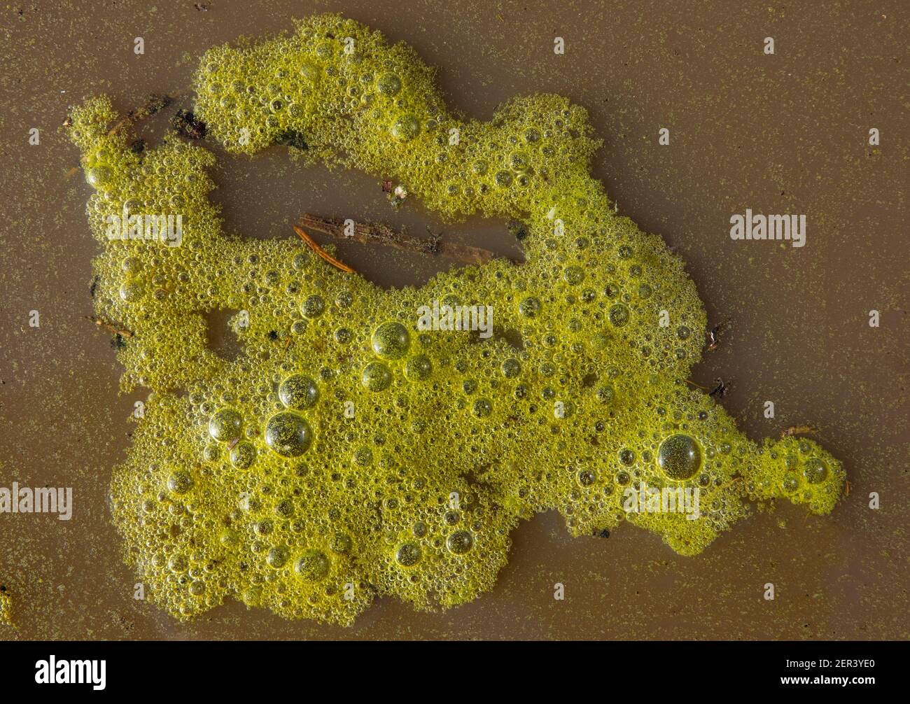 Eutrophication, green foam caused by algae floating on brown water Stock Photo