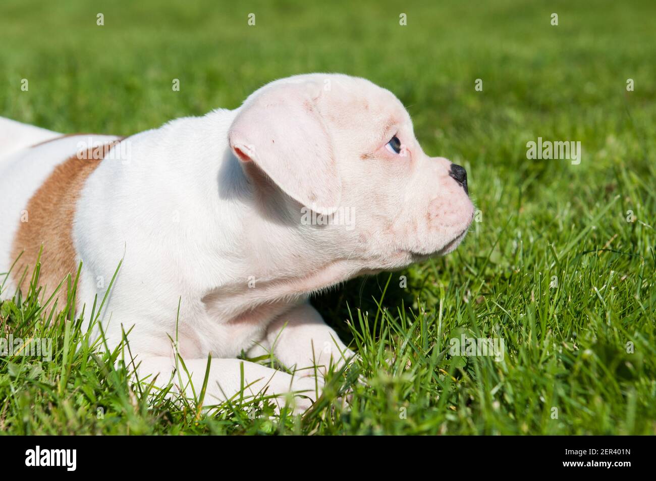 Funny white coat American Bulldog puppy dog Stock Photo Alamy