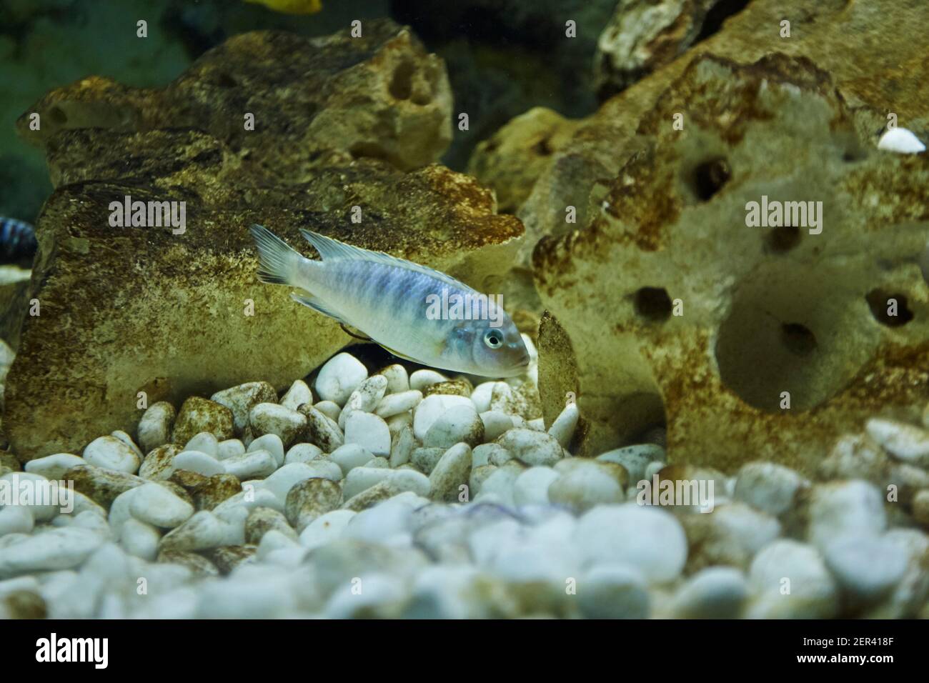 Pseudotropheus zebra cichlid aquarium fish. aquatic life Stock Photo