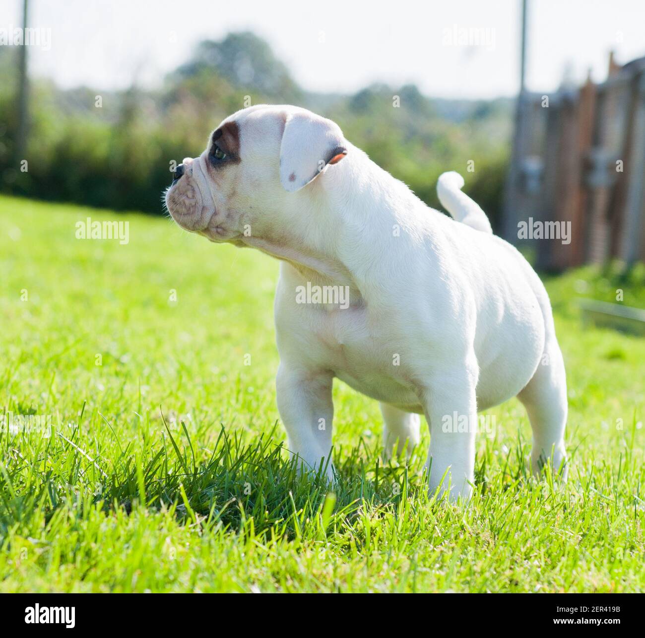 Funny white coat American Bulldog puppy dog Stock Photo - Alamy