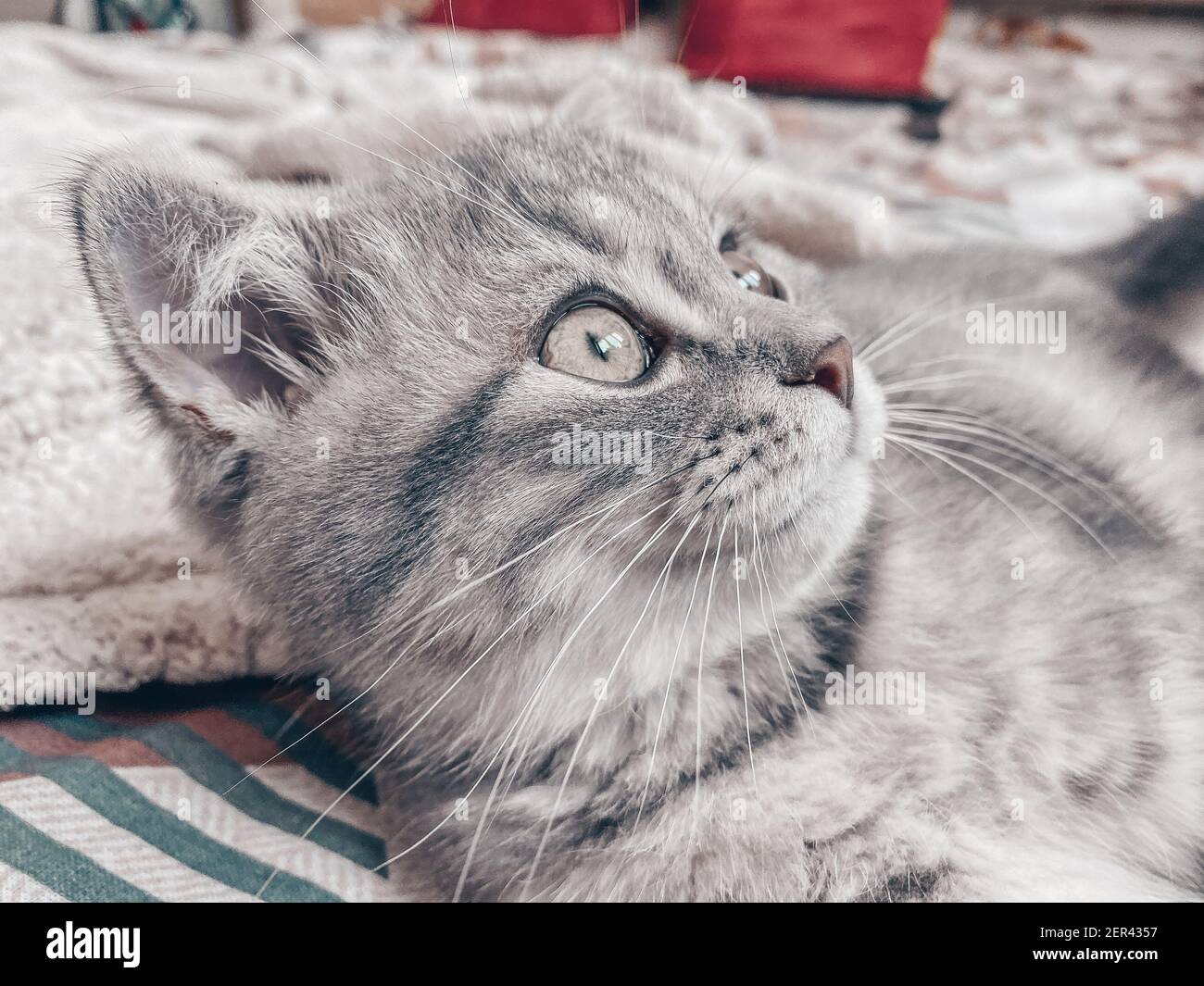 Cute scottish cat three month old kitten stock photo alamy