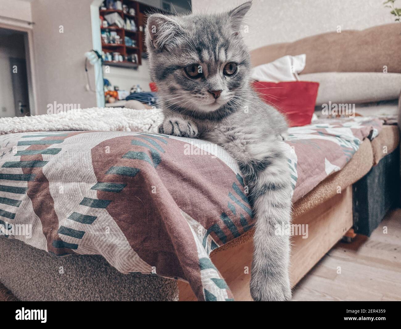 Cute scottish cat three month old kitten stock photo alamy