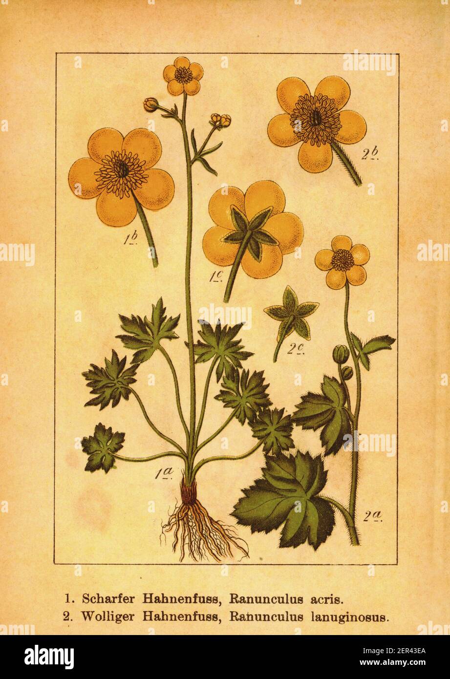 Antique engraving of meadow buttercup and woolly buttercup. Illustration by Jacob Sturm (1771-1848) from the book Deutschlands Flora in Abbildungen na Stock Photo