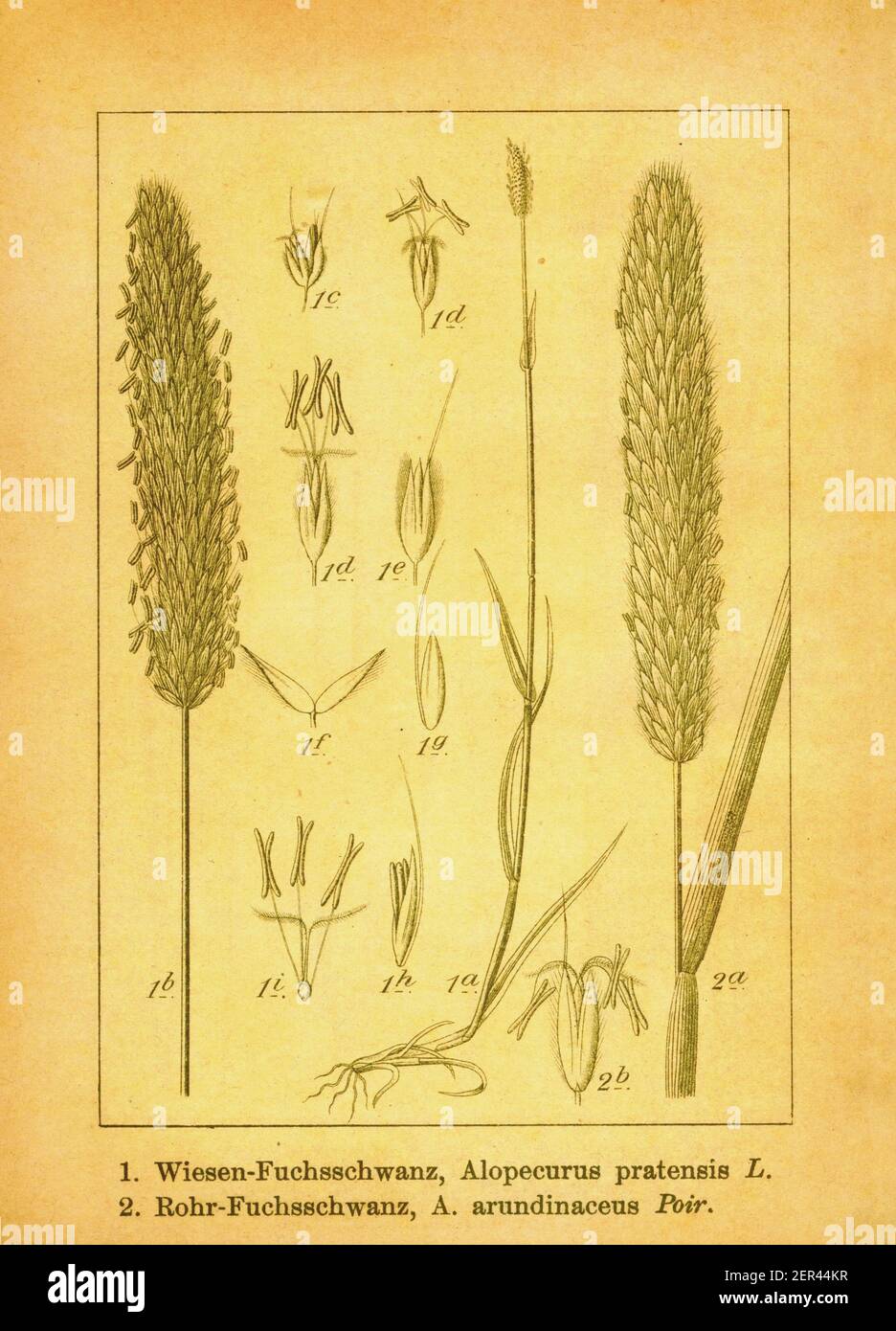 Antique illustration of meadow foxtail and creeping meadow foxtail. Engraving by Jacob Sturm (1771-1848) from the book Deutschlands Flora in Abbildung Stock Photo
