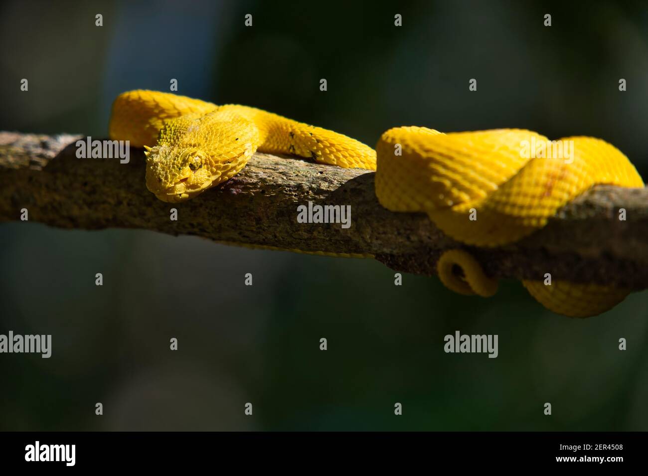 deadly toxic eyelash viper snake in Costa Rica Stock Photo