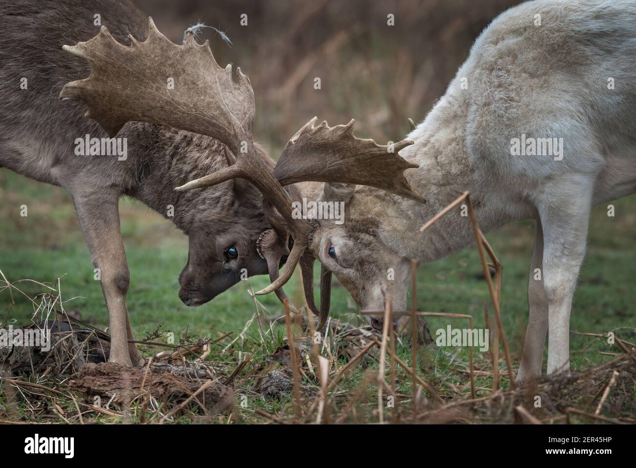 Two deer stags practicing locking horns for when it matters Stock Photo