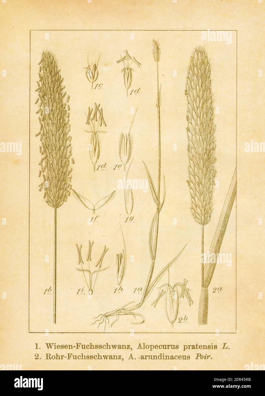 Antique illustration of an alopecurus pratensis (also known as meadow foxtail or field meadow foxtail) and alopecurus arundinaceus (also known as cree Stock Photo