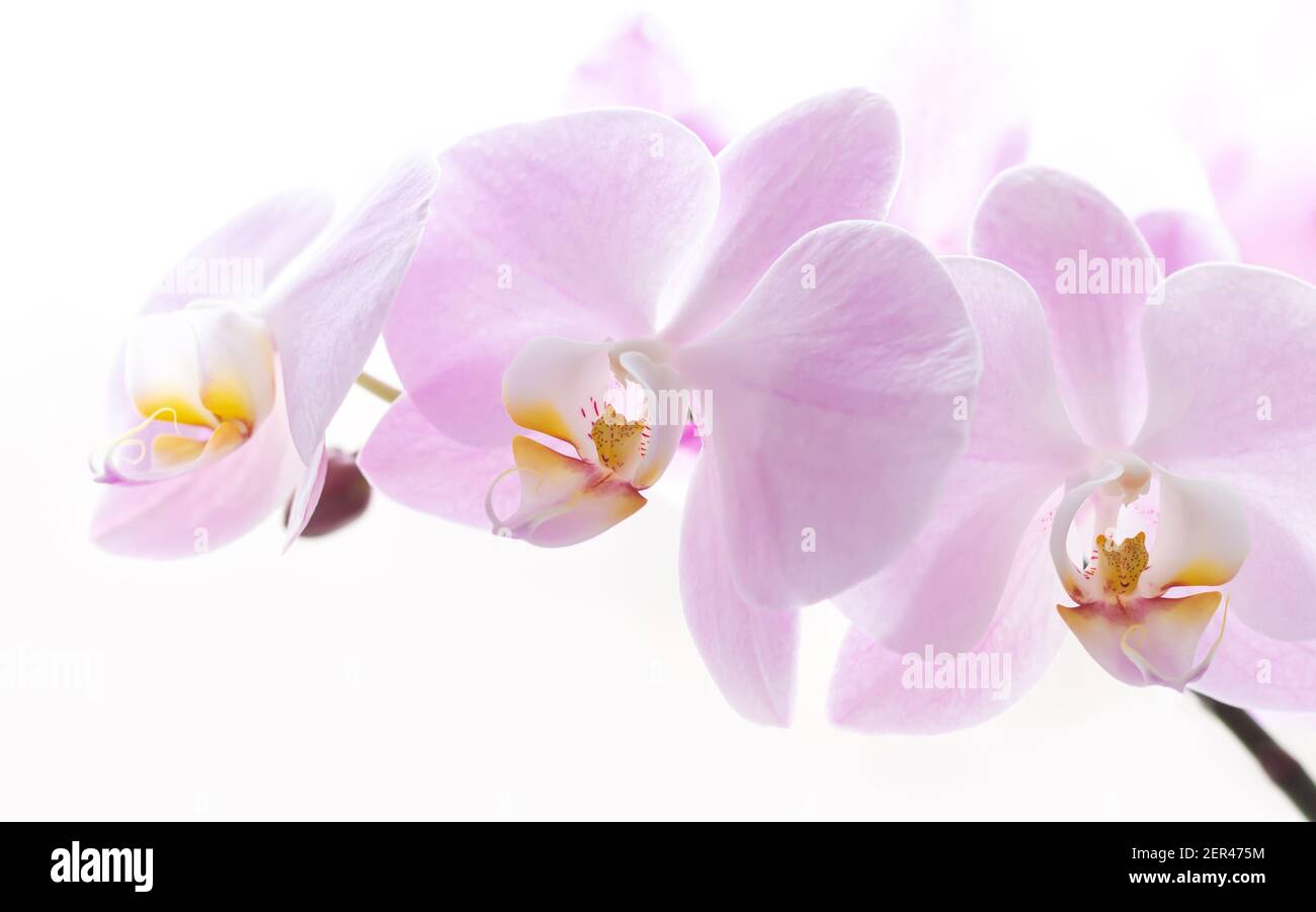Light pink orchid flower branch background close-up Stock Photo