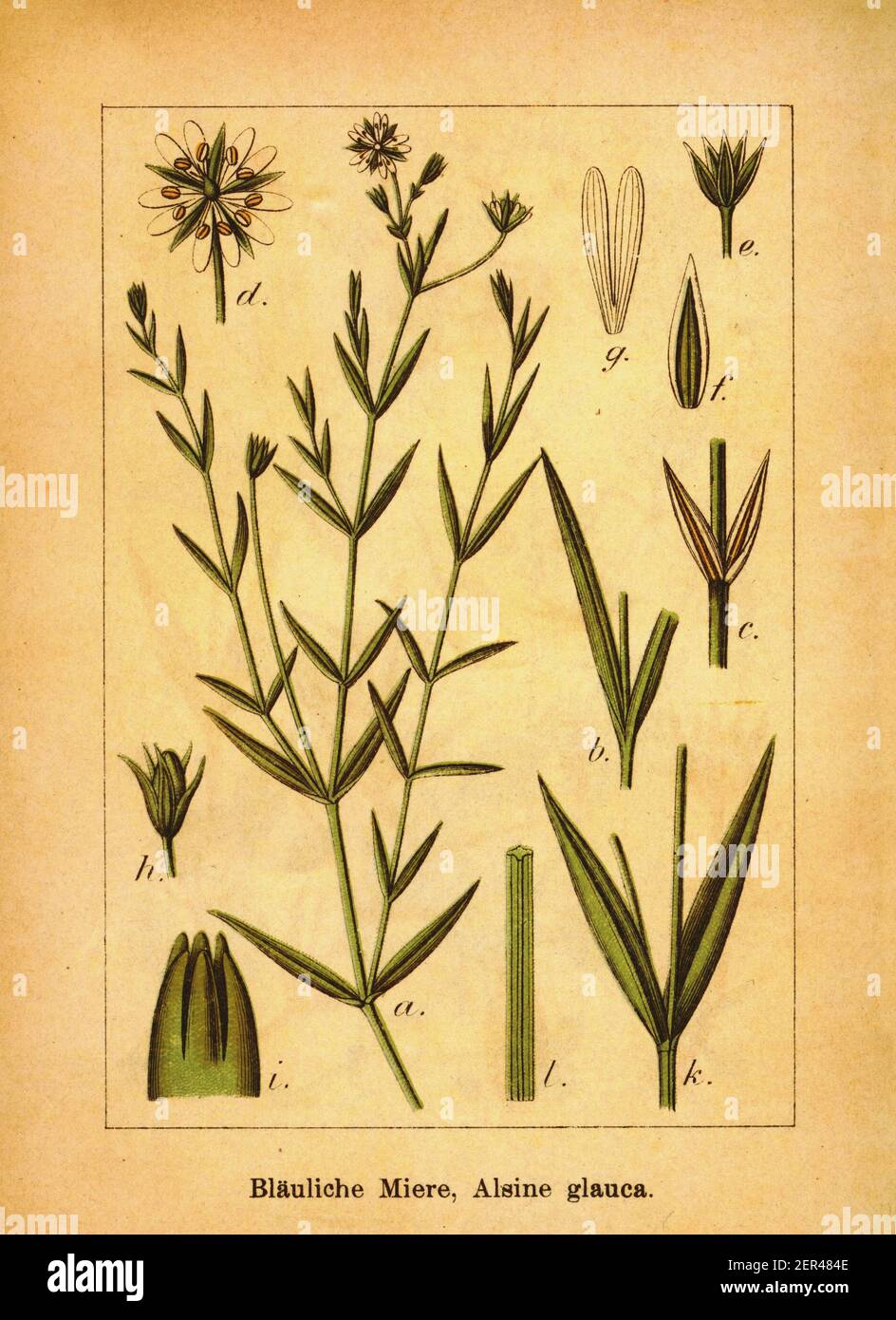 Antique 19th-century illustration of meadow starwort. Engraving by Jacob Sturm (1771-1848) from the book Deutschlands Flora in Abbildungen nach der Na Stock Photo