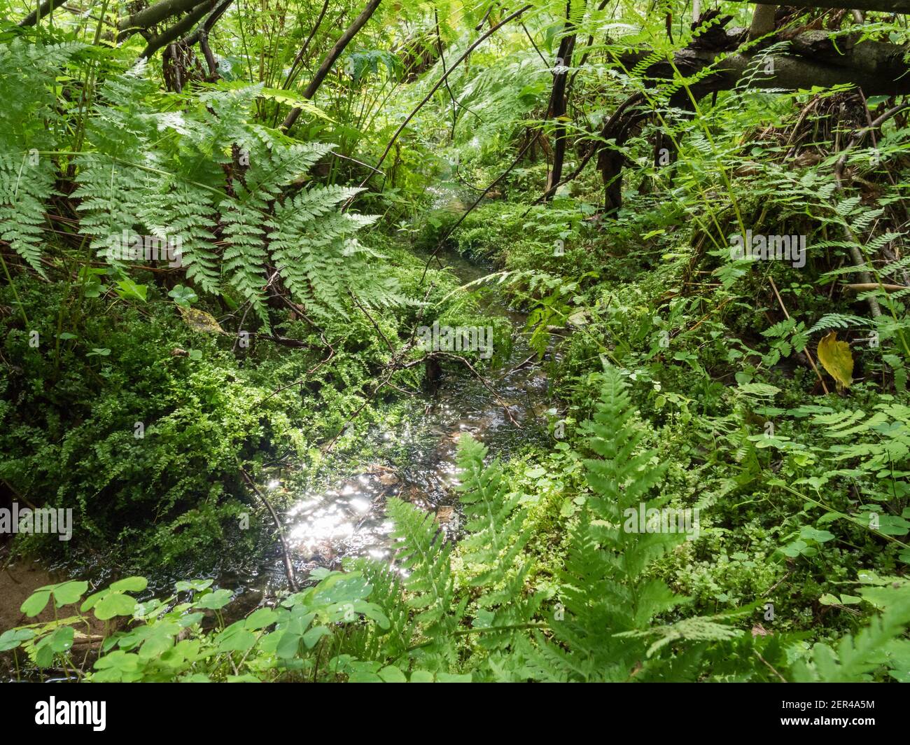 Spring brook running trough lush vegetation Stock Photo