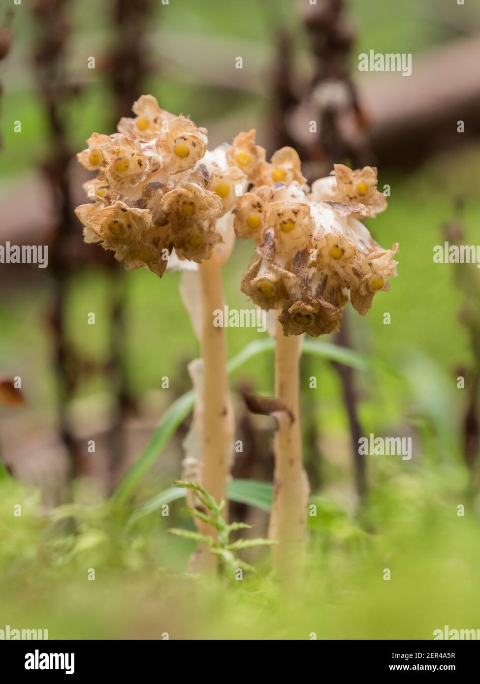 Pinesap flowers in boreal forest Stock Photo Alamy