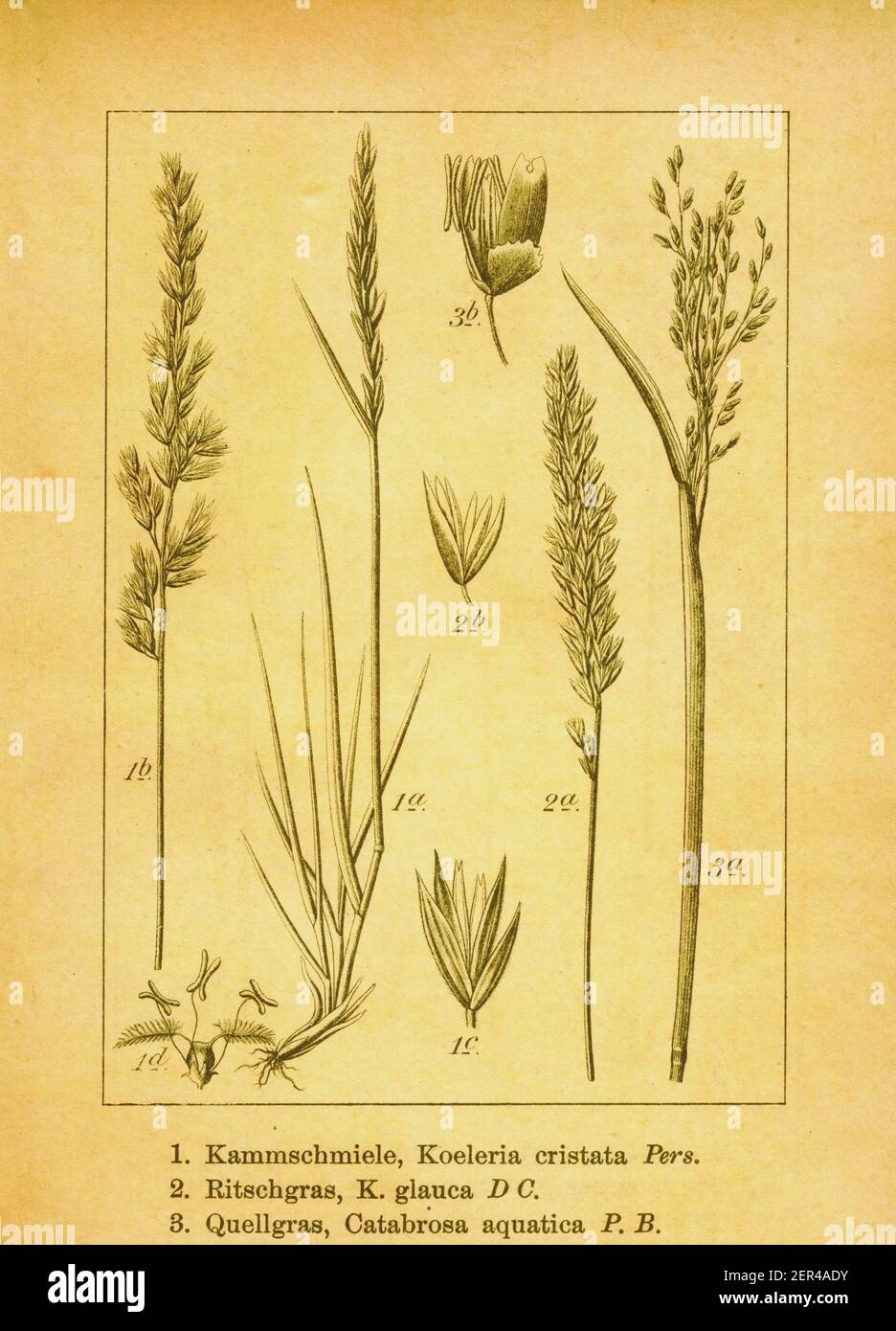 Antique illustration of Mediterranean hairgrass, Koeleria glauca and water whorlgrass. Engraving by Jacob Sturm (1771-1848) from the book Deutschlands Stock Photo