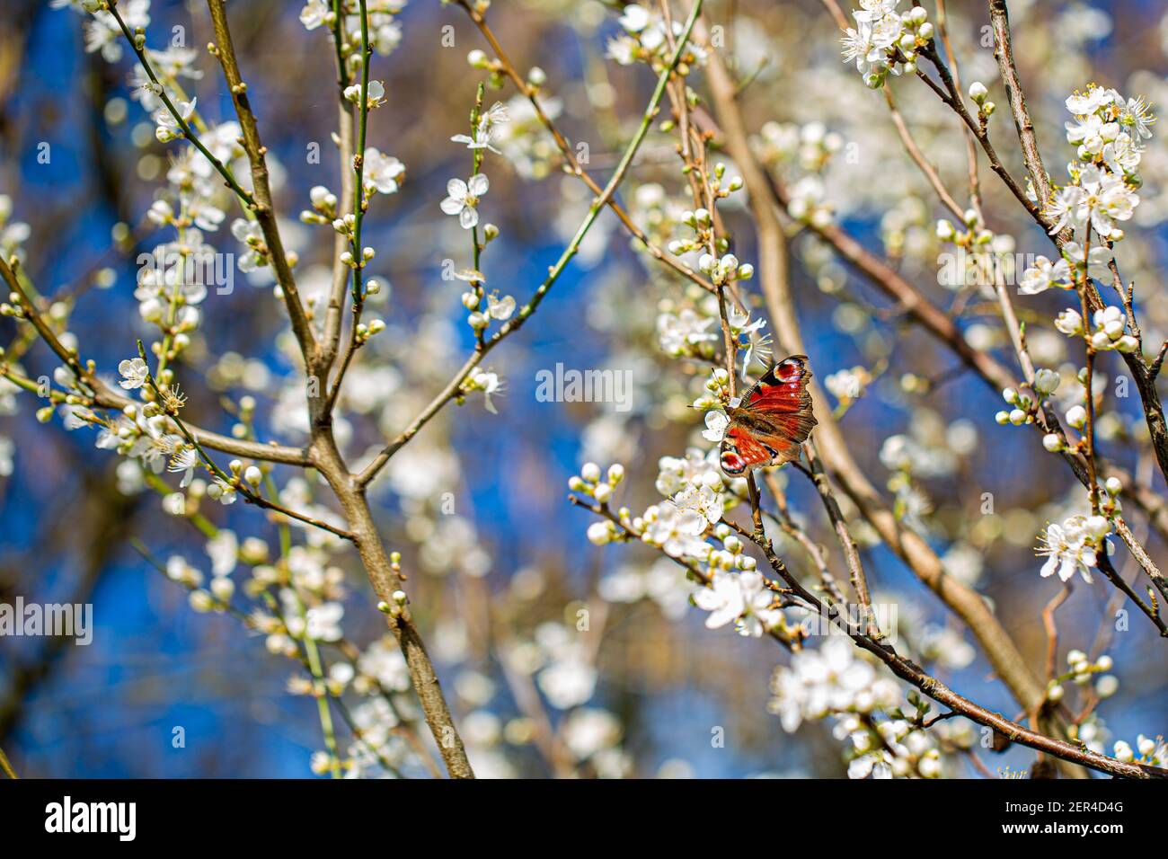 Freshly blossom in early spring, on a countryside walk in Oxfordshire Stock Photo