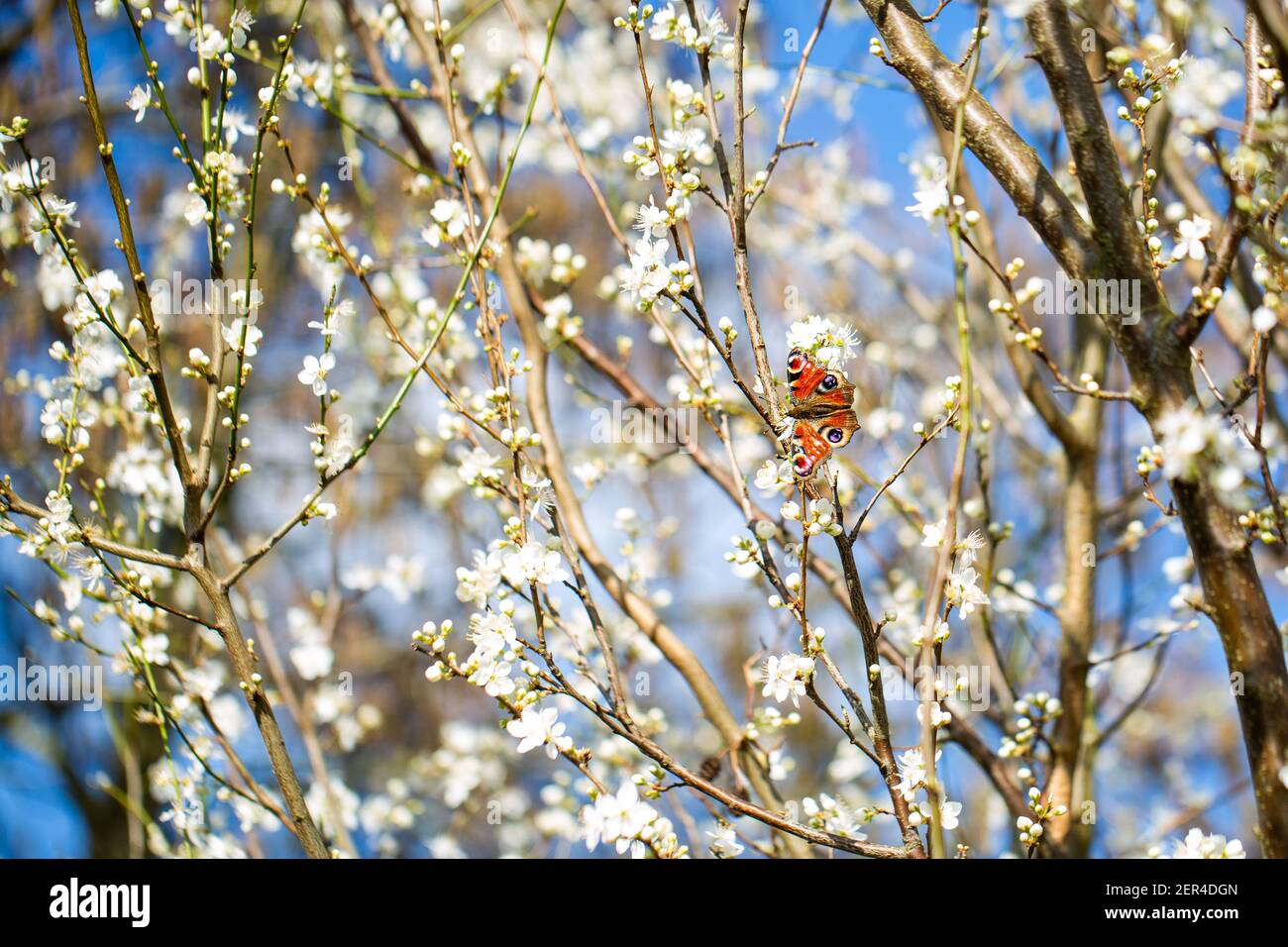 Freshly blossom in early spring, on a countryside walk in Oxfordshire Stock Photo