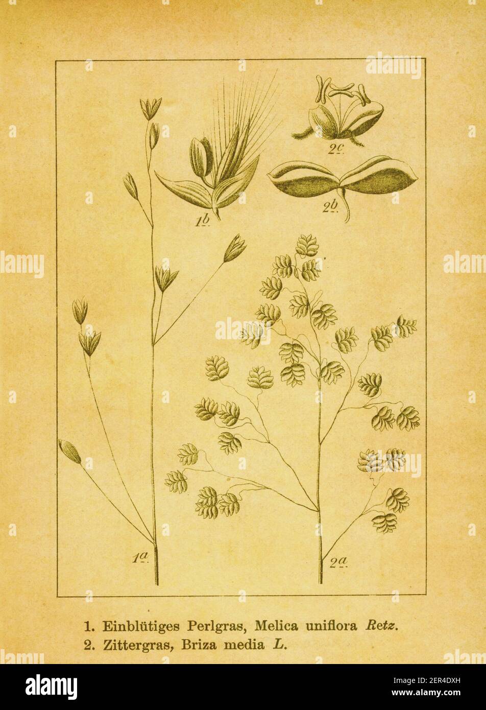 Antique 19th-century illustration of Melica uniflora and common quaking grass. Engraving by Jacob Sturm (1771-1848) from the book Deutschlands Flora i Stock Photo