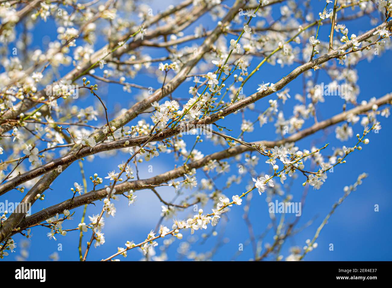 Freshly blossom in early spring, on a countryside walk in Oxfordshire Stock Photo