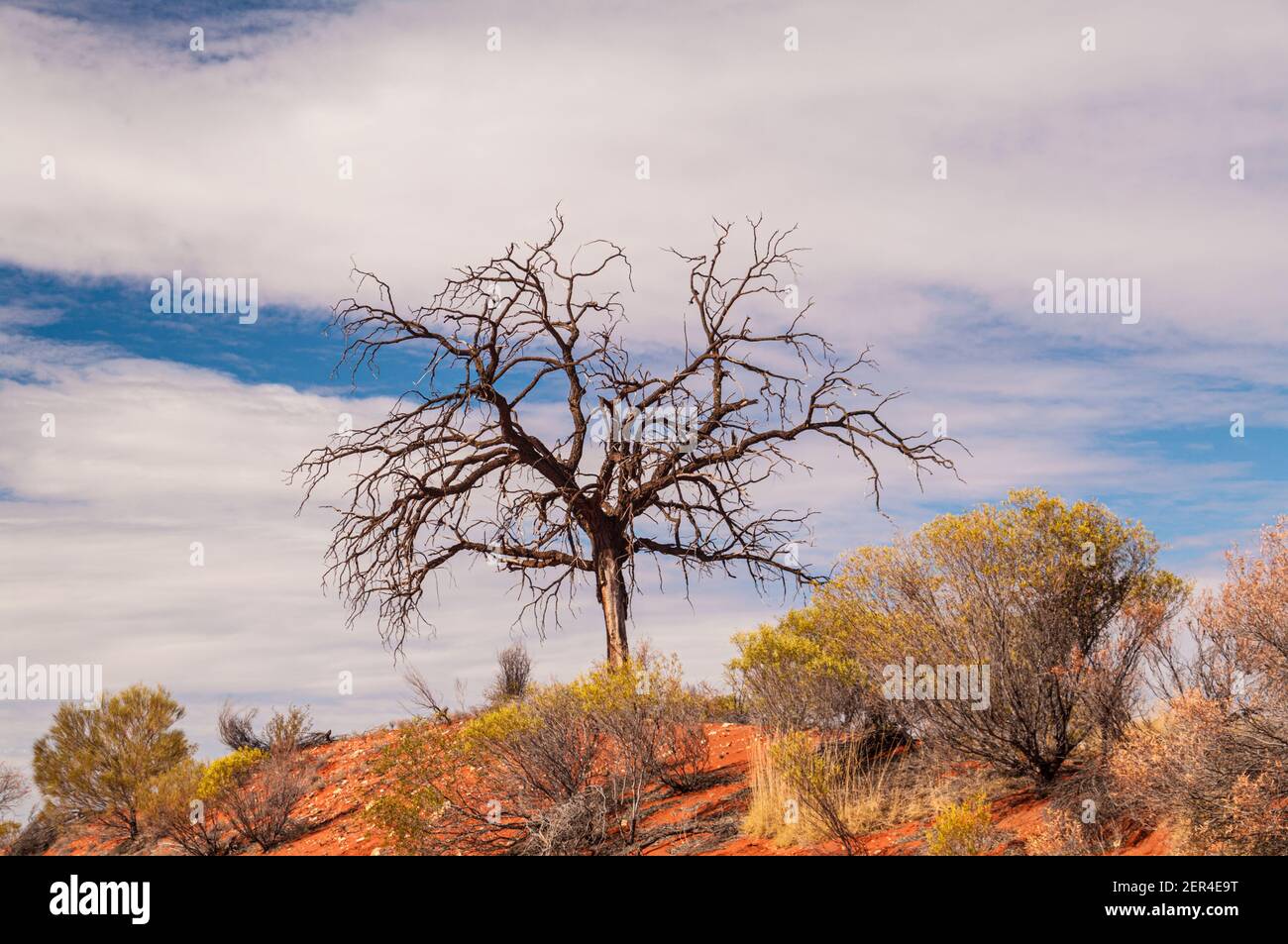 TREES AND BUSHES, RED CENTRE, NORTHERN TERRITORY, AUSTRALIA Stock Photo