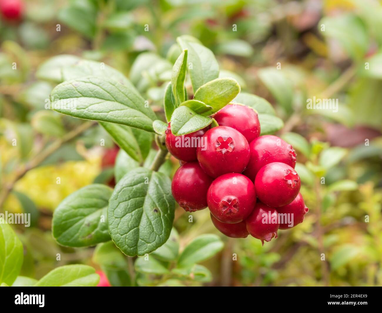 Red berries of lingonberry Stock Photo