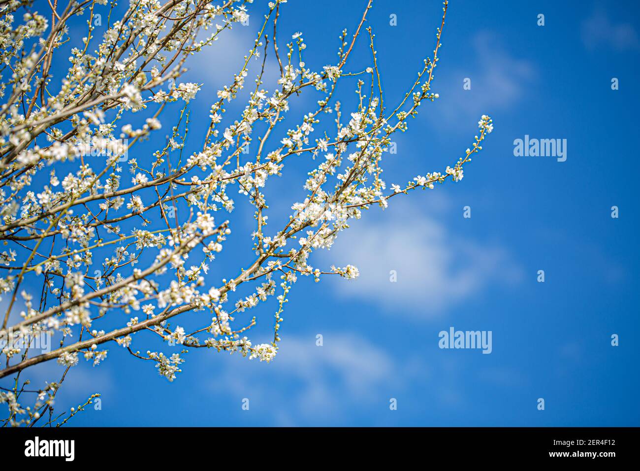 Freshly blossom in early spring, on a countryside walk in Oxfordshire Stock Photo