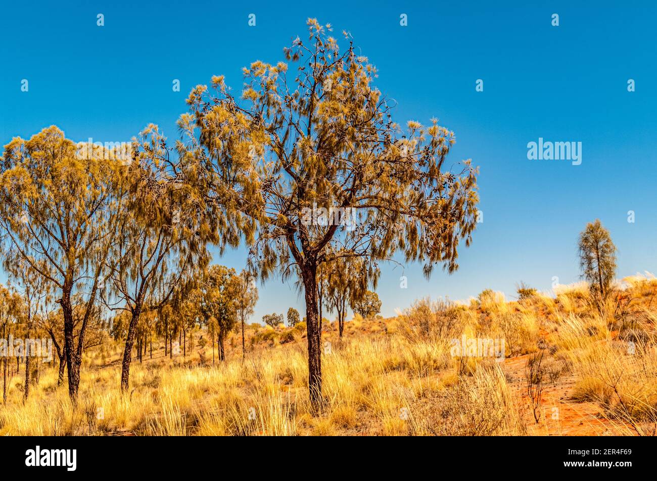TREES AND BUSHES, RED CENTRE, NORTHERN TERRITORY, AUSTRALIA Stock Photo