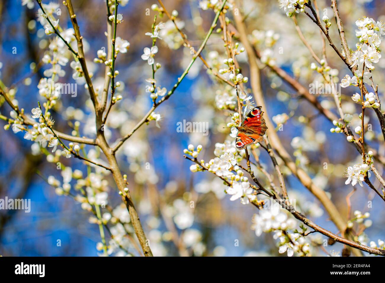 Freshly blossom in early spring, on a countryside walk in Oxfordshire Stock Photo