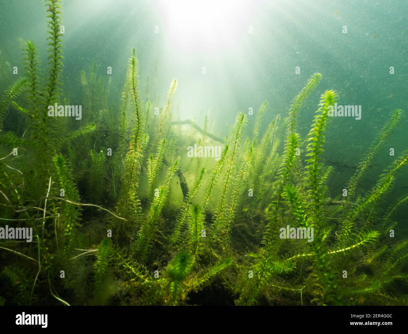 Underwater scenery with green waterweed vegetation Stock Photo