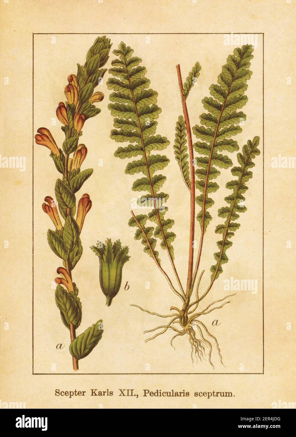 Antique illustration of a pedicularis sceptrum, also known as moor-king lousewort. Engraved by Jacob Sturm (1771-1848) and published in the book Deuts Stock Photo
