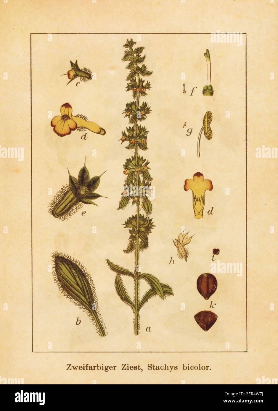 Antique illustration of a stachys bicolor, also known as sideritis montana, mountain ironwort, heal-all, self-heal, woundwort, betony, lamb's ears or Stock Photo