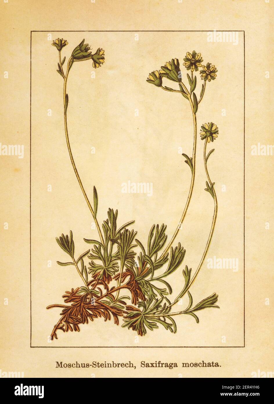 Antique illustration of a saxifraga moschata, also known as musky saxifrage, mossy saxifrage or cloth of gold. Engraved by Jacob Sturm (1771-1848) and Stock Photo