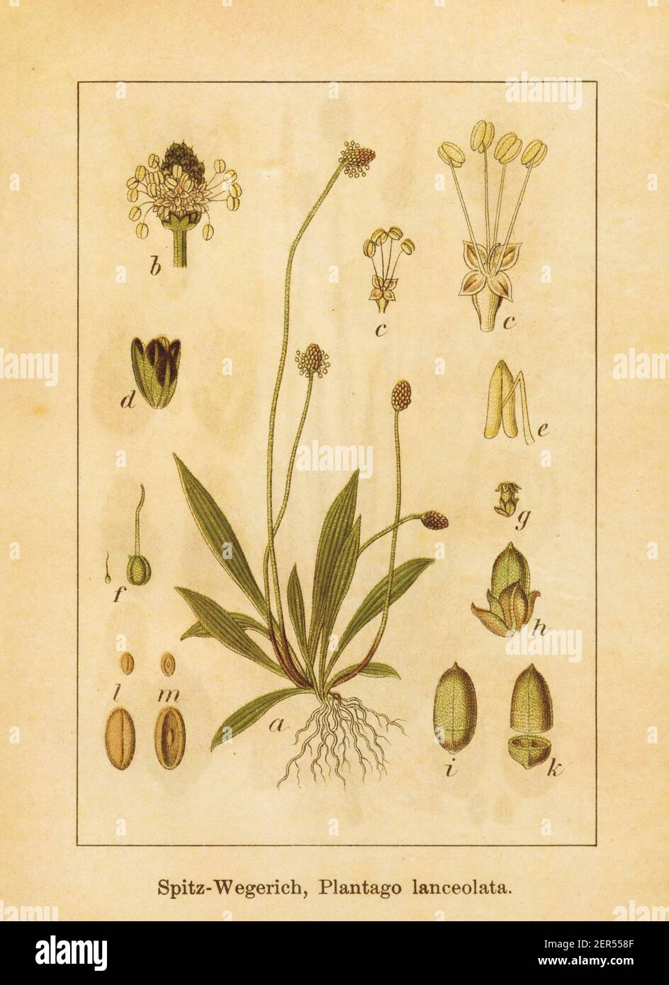 Antique illustration of a plantago lanceolata, also known as narrowleaf plantain, ribwort plantain or English plantain. Engraved by Jacob Sturm (1771- Stock Photo
