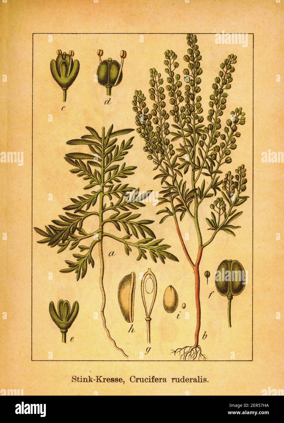 Antique 19th-century illustration of narrow-leaved pepperwort. Engraving by Jacob Sturm (1771-1848) from the book Deutschlands Flora in Abbildungen na Stock Photo