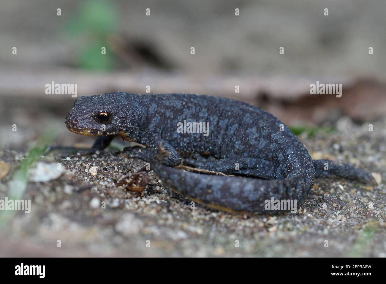 Planinski vodenjak hi-res stock photography and images - Alamy